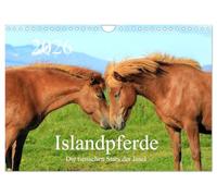 Islandpferde - Die tierischen Stars der Insel (Wandkalender 2026 DIN A4 quer), CALVENDO Monatskalender: Liebevolle Fotos von Islandpferden in ihrem natürlichen Lebensraum