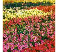 Islet - Wimmy + Celebrate This Place [Import]