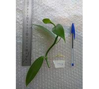 Isola della Riunione, Planifolia Orchidea pianta Vaniglia, Vaniglia Orchid pianta
