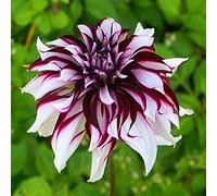 issimi Fiori Recisi,Bulbi Dalia,Decorazione Domestica,Abire l'ambiente-5 Bulbi