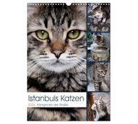Istanbuls Katzen (Wandkalender 2026 DIN A3 hoch), CALVENDO Monatskalender: Katzenportraits aufgenommen in Istanbul.