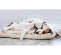 Italian Bed Linen Tapis Chauffant Rêves et Capucci Pets, crème, 64 x 49cm