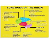 ITCLEYMDZV Abstract Brain Function Educational Poster Modern Minimalist Wall-Art Canvas Print for Farmhouse Den Decor(Framed,16x24inch(40x60cm))