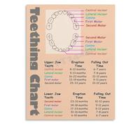ITCLEYMDZV Child Tooth Development Map Showing Primary Teeth Eruption and Exfoliation Timeline Poster for Doctor Clinic(Framed,08x12inch(20x30cm))