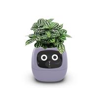 Itigoitie Pots de fleurs intelligents, pot de fleurs intelligent, pots de fleurs intelligents, expressions multiples, 7 capteurs intelligents et puces AI rendent l'élevage de plantes facile et amusant