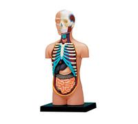 Itkcozcg Fournitures de bureau, anatomie humaine torse modèle avec organes humains amovibles modèle de corps humain fournitures scolaires pour enfants étudiants, Image de référence des couleurs,