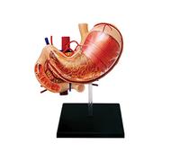 Itkcozcg Fournitures de bureau, estomac humain et pancréas Modèle médical d'anatomie gastrique Modèle d'anatomie de l'estomac Pathologie Anatomie Outil d'enseignement des organes humains Modèle, Image