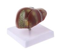 Itkcozcg Fournitures de bureau, foie humain, modèle anatomique, anatomie, école, enseignement médical Displa, Image de référence des couleurs, [Without base] Length 10.5*Width 7*5CM, Fournitures de