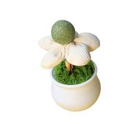 Itkcozcg Herbe à chat naturelle en pot pour chatons Divertissement intérieur et amélioration du comportement Jouet de taquinerie et de fiançailles pour améliorer le comportement des chats