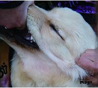 It's Hard for Me to Say I'm So [Import Allemand]