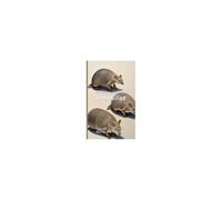 It's Time To Learn About Armadillos Paperback Book By Walter The Educator