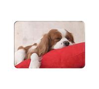 IUBBKI Paillasson décoratif 40 x 60 cm Cavalier King Charles Spaniel Tapis d'entrée anti-bactérien lavable en machine Tapis pour couloir, entrée, jardin