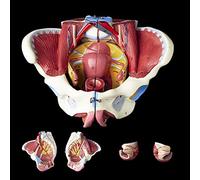 IUBGFTO Modèle de Bassin féminin, modèle de périnée d'anatomie féminine avec Muscles du Plancher pelvien, adapté à l'enseignement de la biologie