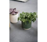 Ivyline Eno Pot Vert D11,5 cm H11,5 cm