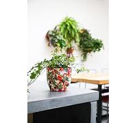 Ivyline Monza Pot de Fleurs d'intérieur pour Perroquet Tropical 15,5 x 15,5 cm Rouge/crème Taille Unique