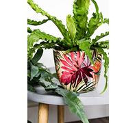 Ivyline Monza Tropical Pot de Fleurs Fuchsia 13 cm