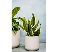 Ivyline Pot de Fleurs Lisbon Gris Clair 11,5 x 11,5 cm