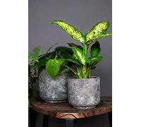 Ivyline Tivoli Pot de Terre D16 H15