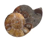IWOWHERO Lot de 2 Tranches de Conque Fossile Naturelle 2-3 CM Spécimen D’Ammonite Ammolite aux Motifs Colorés Pendentif Pierre de Lune pour Décoration Ornement Minéral et Kit