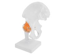 IWOWHERO Modèle Anatomique de L'articulation Fémorale en Pvc, Squelette Humain Éducatif, Modèle Pédagogique de L'os Hanche en Plastique, 1 Pièce, Usage Médical et Formation Scientifique