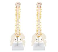 Iyalezirk Lot de 2 modèles de squelette de colonne vertébrale de courbure lombaire pour adulte 1:1 flexible pour homme Modèle de bassin du disque spinal usé