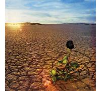 J.D. Souther - Black Rose [Vinyl]