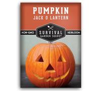 Jack O' Lantern Graines de citrouille à planter | Citrouilles sculptées anciennes pour Halloween, décoration de récolte d'automne - Variété sans OGM - Graines de survie pour jardin (lot de 1)
