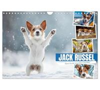 JACK RUSSEL - Des petits chiens au grand caractère, Version française (Calendrier mural 2026 DIN A4 portrait), Calendrier CALVENDO mensuel