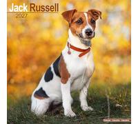 Jack Russell 2027 Calendar | Square Wall Calendar | Dog Breed Gift | Plastic Free Packaging | by Avonside Publishing