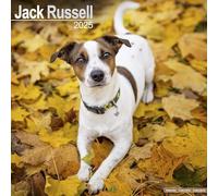 Jack Russell Calendar 2025 Square Dog Breed Wall Calendar - 16 Month