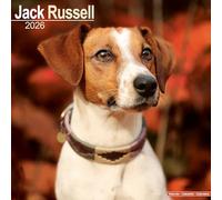 Jack Russell Calendar 2026 Square Dog Breed Wall Calendar - 16 Month