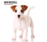 Jack Russell Calendrier moderne 2026