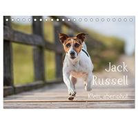 Jack Russell - Klein, aber oho! (Tischkalender 2026 DIN A5 quer), CALVENDO Monatskalender: Echte Powerpakete und zugleich liebenswertes Familienmitglied - Jack Russell haben's drauf!
