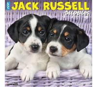 Jack Russell Puppies 2026 12 X 12 Wall Calendar