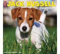 Willow Creek Press, Jack Russell Puppies Calendrier mural 2027