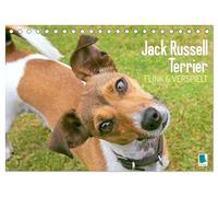 Jack Russell Terrier: flink und verspielt (Tischkalender 2026 DIN A5 quer), CALVENDO Monatskalender: Jack Russell Terrier: Perfekte Sport- und Aktivitätspartner
