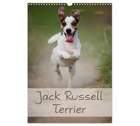 Jack Russell Terrier (Wandkalender 2026 DIN A3 hoch), CALVENDO Monatskalender: Ein schöner Kalender rund um den Jack Russell Terrier