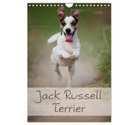 Jack Russell Terrier (Wandkalender 2026 DIN A4 hoch), CALVENDO Monatskalender: Ein schöner Kalender rund um den Jack Russell Terrier