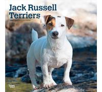 Jack Russell Terriers 2027 12 X 24 Inch (Hanging) Monthly Square Wall Calendar Plastic-Free