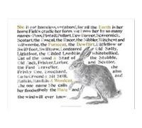 Jackie Morris Poster Names of the Hare The by Jackie Morris Illustrated By Jackie Morris (Auteur)