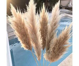 JackRuler - Reed Naturel, Pampa, Décoration Intérieure, 6pcs, Brown, Tan, Gray