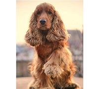 JAFIEG 5D Diamant Peinture Kits,Chien de compagnie cocker spanielbroderie au point de croix,Square diamond painting strass loisirs créatifs,décoration murale, 30 * 40cm