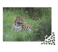Jaguar Herbe de Repos Puzzle 1000 Pcs Adolescents Loisir Solo Puzzle Difficile Stimulation Cérébrale Fabriqué en Europe Carton Rigide 52x38cm/1000pcs
