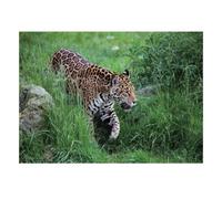 Jaguar Herbe Roche 1000 Pièces Mini Puzzle pour Adultes Difficile | 52x38cm Papier Décor De La Maison Finition Lisse Cadeau D'anniversaire Relaxation