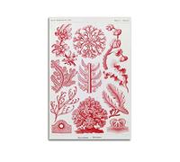 JAHER Ernst Haeckel Peintures artistiques - (Kunstformen Der Natur - Algues rouges) affiches artistiques imprimées peinture murale peinture sur toile cadeau décoration maison décoration 50 x 75 cm