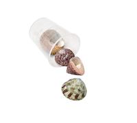JAMNGHB Ensemble de coquillages de mer naturels uniques pour projets d'artisanat pour bijoux et créations artistiques portable, taille unique, Comme décrit, Comme décrit.