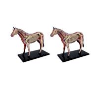 Janasiba 2X Modèle D'Anatomie D'Organe Animal 4D Intelligence de Cheval Assemblage Jouet Modèle D'Anatomie D'Enseignement Bricolage Appareils Scientifiques Populaires