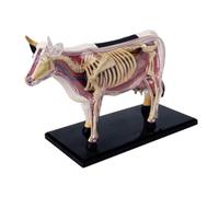 Janasiba Modèle D'Anatomie D'Organe Animal 4D Vache Intelligence Assemblage Jouet Enseignement Modèle D'Anatomie Vache Assemblé Modèle Animal