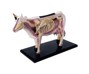 Janasiba Modèle D'Anatomie D'Organe Animal 4D Vache Intelligence Assemblage Jouet Enseignement Modèle D'Anatomie Vache Assemblé Modèle Animal