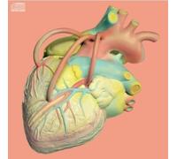 JANG GI HA & FACES - JANG GI HA & FACES - Heart Of Man